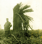 Léopold Poiré, Peuplier haché par un obus, 1915