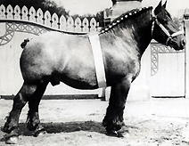  Robuste de Sirieux, prix de championnat du concours régional de Reims, 1937.